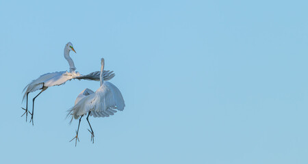Closeup of white herons, or egrets, in summer.