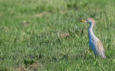 Portrait of a cattle egret.