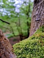 a rainy day in the woods in Buckinghamshire, England in April 2024