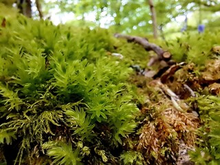 Spaghnum Moss Covering a fallen tree with branches in Hodgemoor Woods, Buckinghamshire Spring 2024