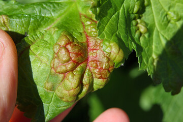 Gardener is inspecting leaf with currant blister aphids signs. Red currant leaf with red and yellow...