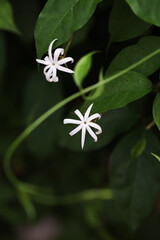 bluegrape, pinwheel, or princess jasmine (Jasminum adenophyllum)