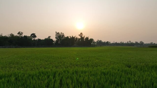 As the Sun Sets Over Rice Fields in bangladesh