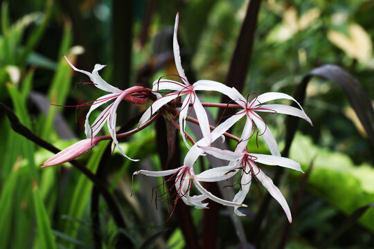 Red bog lily (Crinum 'Menehune') with dark burgundy leaf