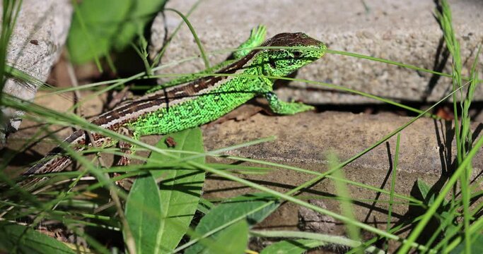 Zauneidechse im Garten