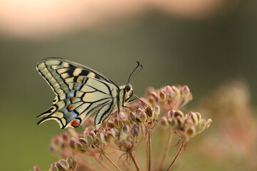una farfalla macaone su un fiore al tramonto