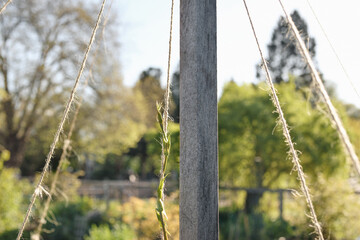 Hop vine climbing string trellis with defocused spring garden. Close up of young hop seedling cling...