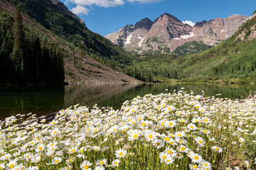 A floral display of white Daisy flowers with the backdrop of the Maroon Bells and the vast Maroon Bells Snowmass Wilderness Area. © toroverde