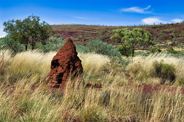 Termite mound made of red earth in the Australian outback. Yellow, dried out grasses, trees and hill in the background. Exmouth area, Western Australia
