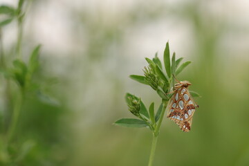 una farfalla issoria lathonia su del trifoglio in primavera