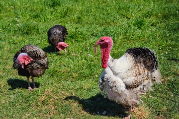 Three turkeys are walking on a grassy lawn. Poultry farming, poultry breeding. Farming, rural life.