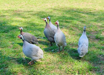 A group of domestic guinea fowl calls on the lawn in the poultry pen.