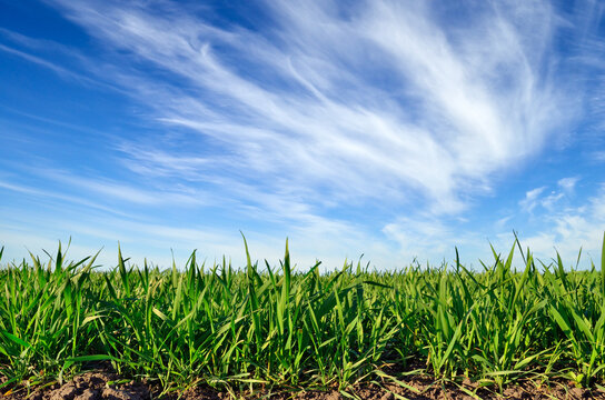 Green stems of cereal plants in a field close-up