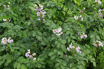 Field with blooming potatoes