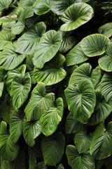 king of hearts or Shield plant (Homalomena rubescens)