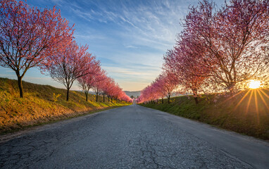 Berkenye, Hungary - Blooming pink wild plum trees along the road in the village of Berkenye on a...