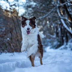 Australian Shepherd Running Playfully Through Snowy Woods