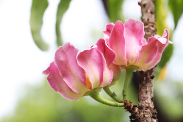 Pink flower Narrow-leaved Heaven lotus tree (Gustavia gracillima) in full bloom