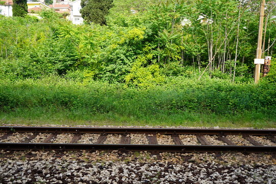 railway tracks in the forest