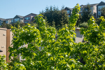 Spring leaves in the morning sunshine