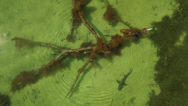shark is circling