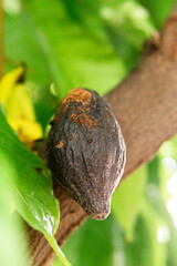 Rotten and destroyed cocoa fruit. Fumigation and agricultural care concept.