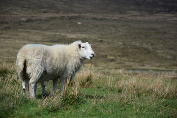 Schottland Hochland Schaf