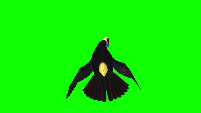 Colorful Toucan Bird  - I - White Throat Blue Eyed - Flying Loop - Back View Close Up - Green Screen - Realistic 3D animation of South American Amazon animal isolated on chroma key background