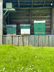 Beehives in an open shed on green garden grass in spring. Active beekeeping scene with buzzing bees.