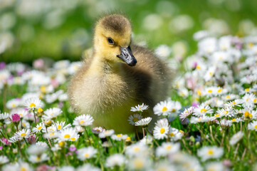 Adorable Gosling Exploring Daisy Field - Cute Baby Goose, Spring Flowers, Wildlife Discovery, Nature’s Nursery, Soft Feathers, Fresh Blossoms, Peaceful Meadow, Animal in Spring © WCPW PHOTOGRAPHY