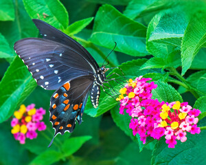 Spicebush Swallowtail Feeding Closeup