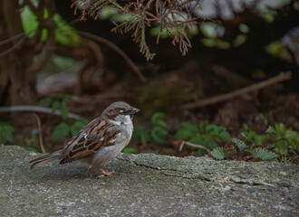birds