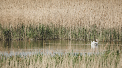 swan in lake