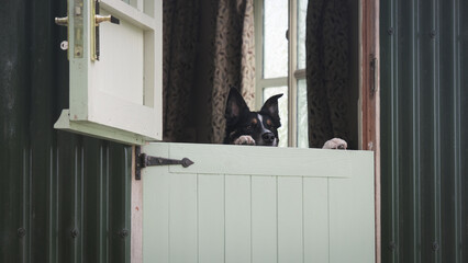 Dog Shepard Hut