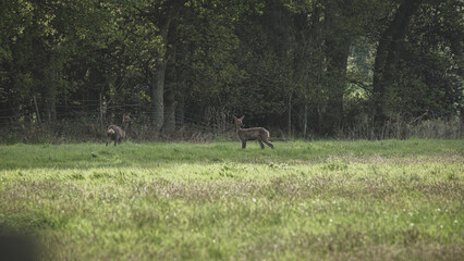deer in the field