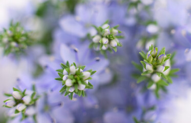 white flowers background