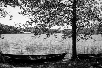 Łódka pod drzewem na brzegu jeziora w czerni i bieli