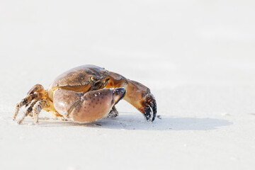 A stone crab (Menippe mercenaria) that was briefly brought ashore accidentally on a fisherman's...
