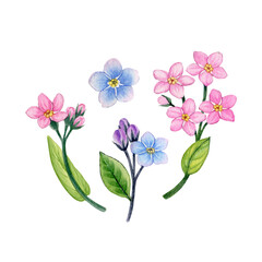 Fototapeta na wymiar Watercolor hand drawn spring pink flowers set, pink primroses flowers can be use as print, poster, floral element, stickers, tattoo, textile, fabric design , invitation, greeting card, postcard.