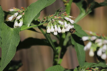 Symphytum Officinale flowering herb, white common comfrey.