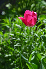Single crimson color tulip flower blooms in the spring garden .Gardening ,planting ,landscaping concept.Free copy space.