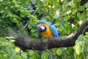 
The Blue-and-Yellow Macaw (Ara ararauna), also known as the Blue-and-Gold Macaw, is a large blue (top parts) and yellow (under parts) South American parrot. Bird Park, Walsrode, Germany.
