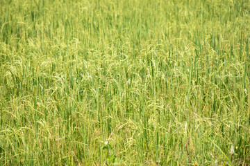 Beautiful golden rice field