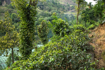 high mountain tea plantation in Sri Lanka