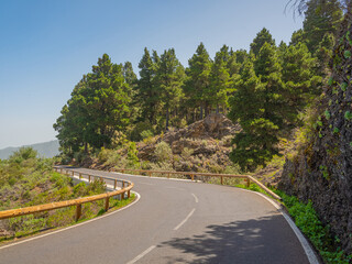 pine, green forest, lit by the golden sun, island of Tenerife against blue sky