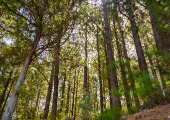 pine, green forest, lit by the golden sun, island of Tenerife against blue sky