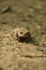 Frog in the forest on the ground
