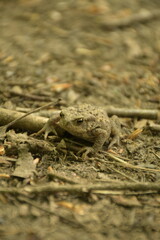Frog in the forest on the ground