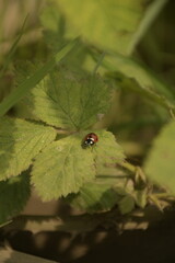 Ladybird on leaf