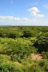 Bosque La guajira Colombia